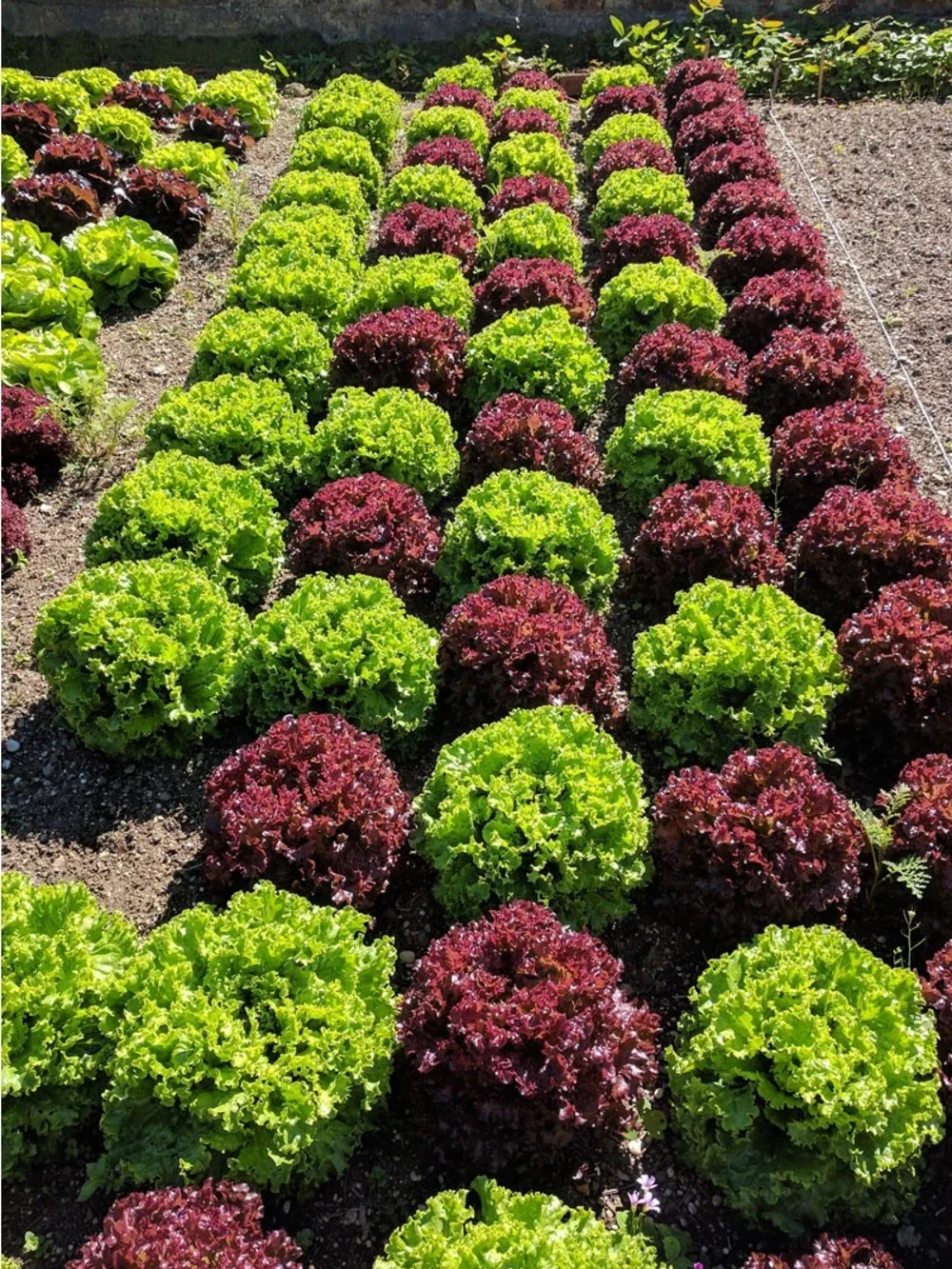 Fruivity Lollo Rosso Lettuce 1000 seeds packet